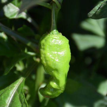 Capsicum, Hot Habanero Pepper 'Ghost/Bhut Jolokia'