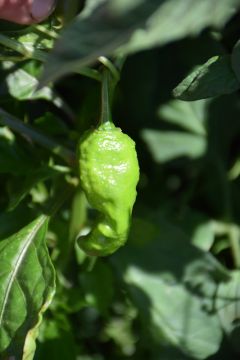 Capsicum, Hot Pepper 'Ghost Bhut Jolokia'
