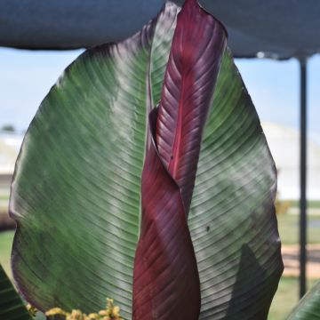 Ensete Ventricosum, Red Banana 'Maurelii'
