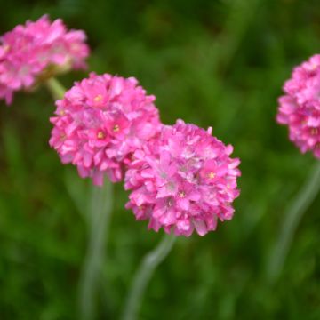 Armeria, Sea Thrift 'Bloodstone'