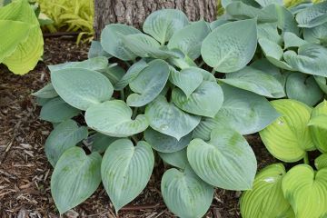 Hosta, Blue Leaf 'Prairie Sky'