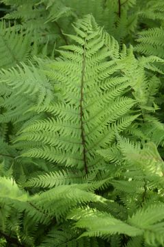 Athyrium, Lady Fern 'Lady in Red'