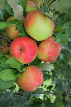 Malus, Fruiting Apple 'Honeycrisp'