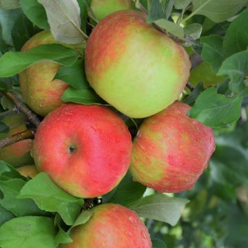 Malus, Fruiting Apple 'Honeycrisp' (Large Sizes)