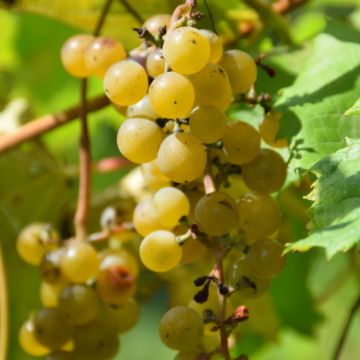 Vitis, White Grape 'LaCrescent™'