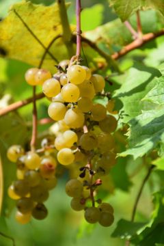 Vitis, White Grape 'LaCrescent™'