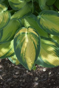 Hosta, Blue-Lime Leaf 'June'