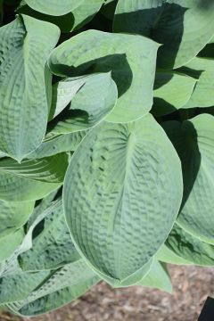 Hosta, Blue Leaf 'Big Daddy'