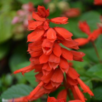 Salvia, Vista™ 'Red'