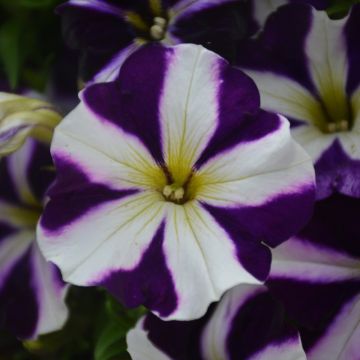 Petunia, Amore® 'Purple'