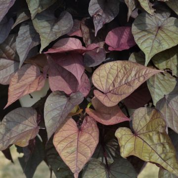 Ipomoea, Sweet Potato Vine 'FloraMia Rosso'