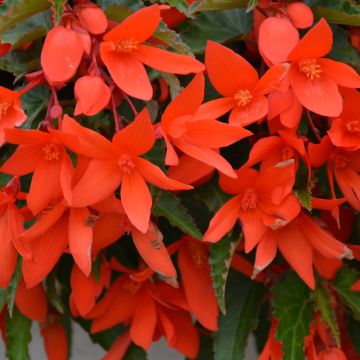 Begonia Bolivian, Waterfalls® 'Encanto Orange®'