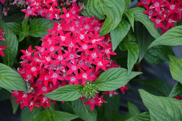 Pentas, Lucky Star® 'Raspberry'
