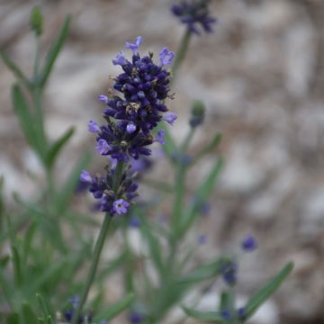 Lavandula, English Lavender Sentivia™ 'Blue'