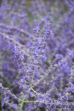 Perovskia, Russian Sage 'Crazy Blue'