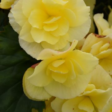 Begonia Rieger, Solenia® 'Yellow'