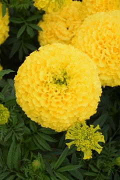 Marigold, African Marvel™ 'Yellow'