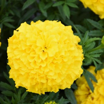 Tagetes, Marigold Antigua™ 'Yellow'