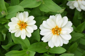 Zinnia, Profusion 'Double White'