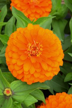 Zinnia, Magellan™ 'Orange'