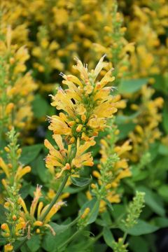 Agastache, Hyssop 'Poquito Butter Yellow'