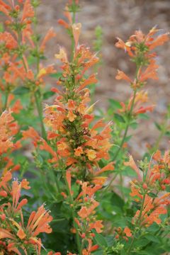 Agastache, Hyssop 'Poquito Orange'