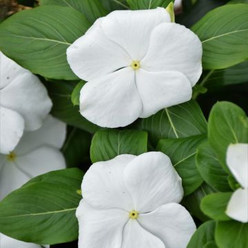 Vinca, Blockbuster™ 'White'