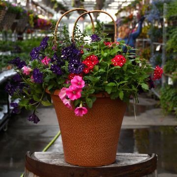 'Garden Party' Helix Combo Patio Planter