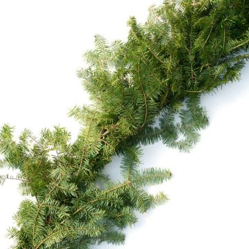 Balsam Fir Roping Garland