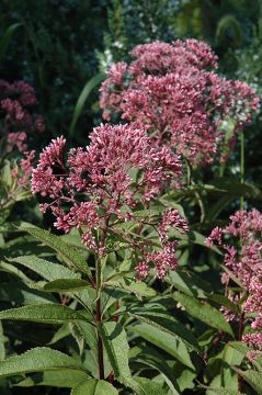 Eupatorium, Joe Pye Weed 'Gateway'