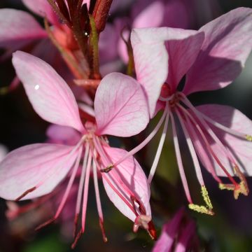 Gaura (Wandflower), 'Pink'