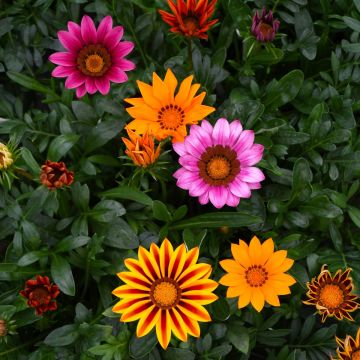 Gazania, Kiss™ Mix