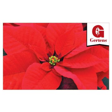 Red Poinsettia - Gift Card