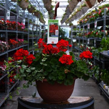 12.8” Hanging Basket, Geranium Americana® 'Dark Red'