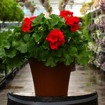Geranium, Zonal Red 12" patio planter