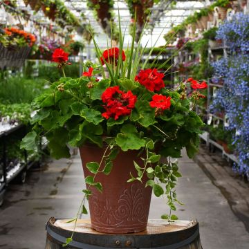 Combo, Geranium Americana Dark Red with Spike