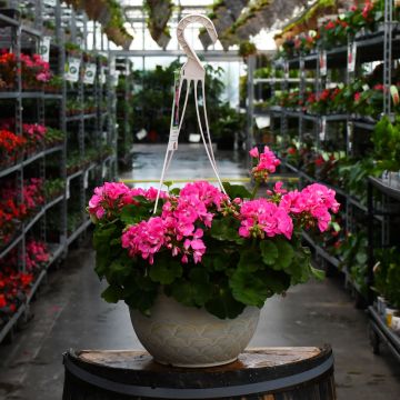 12.8&quot; Hanging Basket, Geranium Americana® 'Pink'