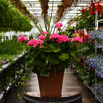 13&quot; Patio Planter, Geranium Americana® Pink with Spike