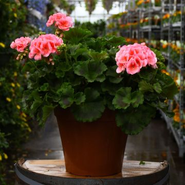 12&quot; Patio Planter Geranium Americana Salmon