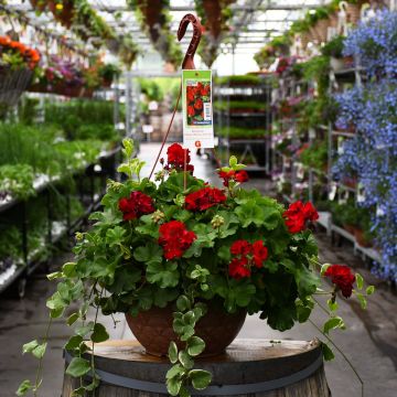 Geranium, Calliope® 'Dark Red' Hanging Basket