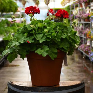 Geranium, Calliope 'Medium Dark Red' 12" Patio Planter