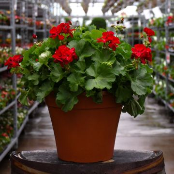Geranium, Calliope® 'Dark Red' Patio Planter