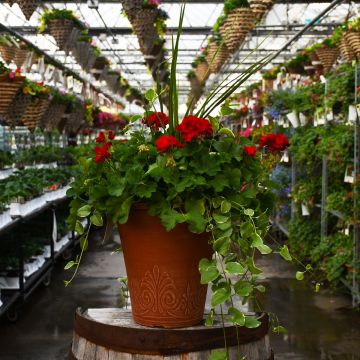 Geranium, Calliope® 'Dark Red' Patio Planter with Spike