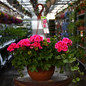 Geranium, Calliope® 'Rose Mega Splash' Hanging Basket