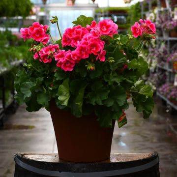 12&quot; Patio Planter Geranium Calliope Rose Mega Splash