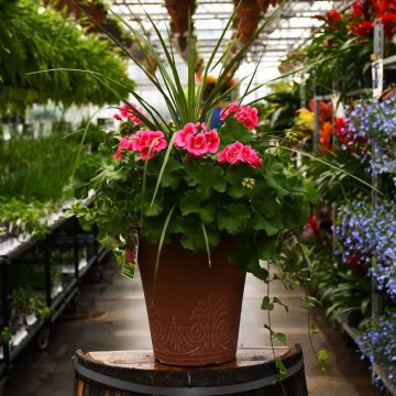 Combo, Geranium Calliope® 'Rose Mega Splash' with Spike