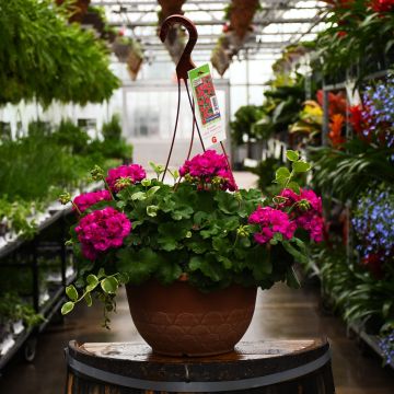 Geranium, Calliope® Medium 'Violet' Hanging Basket