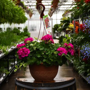 Geranium Calliope Medium Violet Hanging Baskets