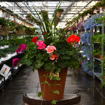 Geranium, Zonal Mix with Spike Patio Planter