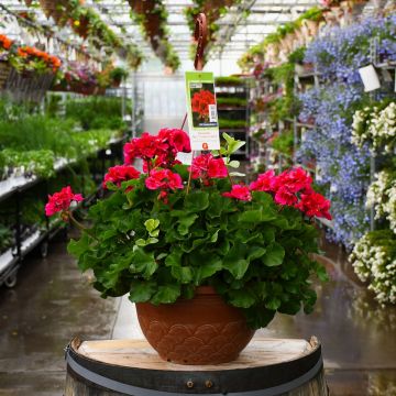 12.8&quot; Hanging Basket Geranium Mojo Cranberry Splash